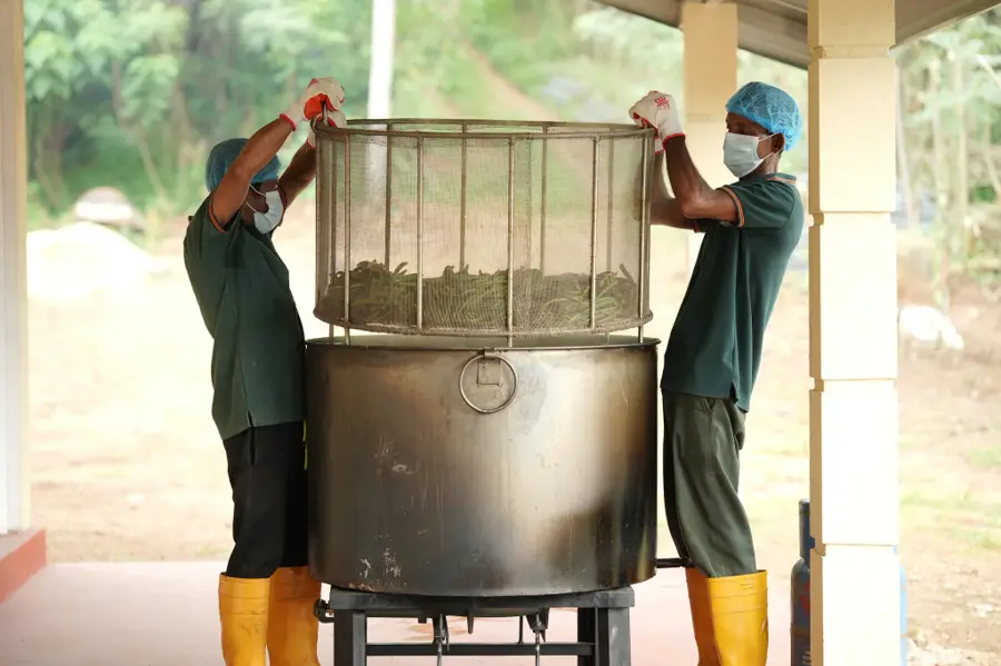 Workers lowering a basket of green vanilla beans into hot water for the killing stage of curing