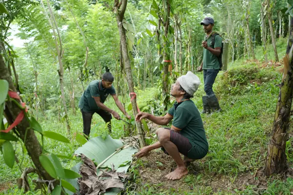 Field workers tying and training vanilla vines onto living support trees on a hillside plot