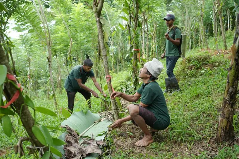 IWC Agro field team training vanilla vines on living support trees in Matale