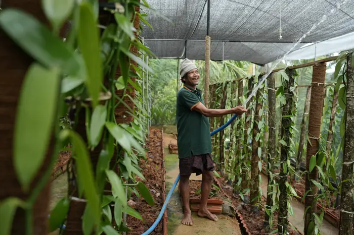 A grower watering vanilla vines inside a shade house on the Matale cultivation