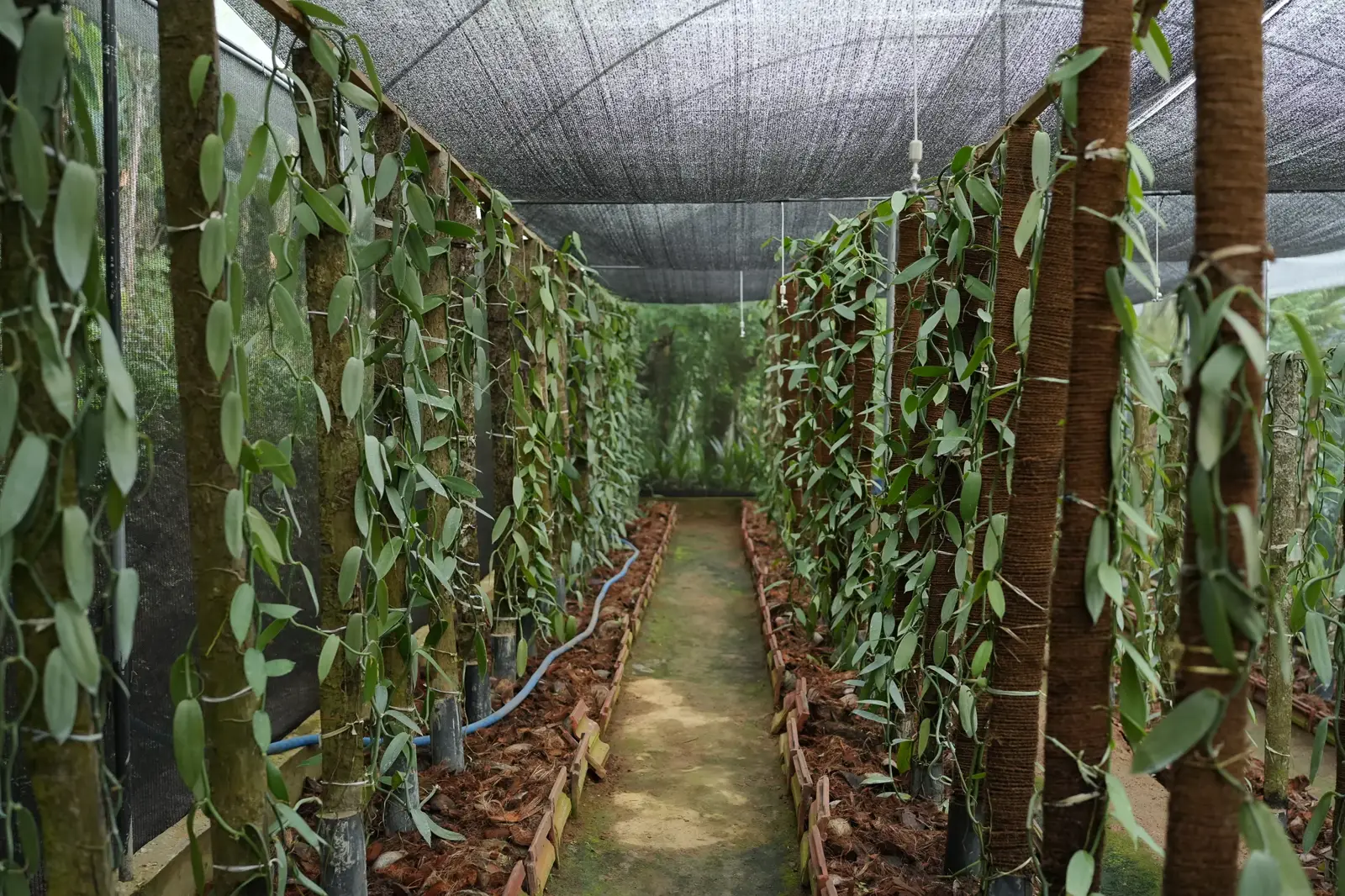 Vanilla vines trained on living supports under shade netting in Matale, Sri Lanka